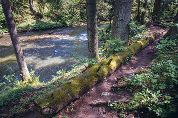 Sticker - Tree on a path along River Hornad in park called Slovak Paradise, Slovakia