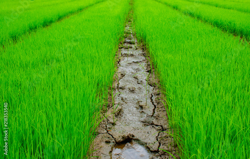 Fotografie, Obraz Overlooking the green rice seedlings to grow gracefully.