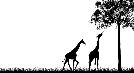 silhouette Giraffe  on white background