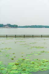 Duckweed on the lake in the park