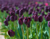 Fototapeta Tulipany - blooming black tulips