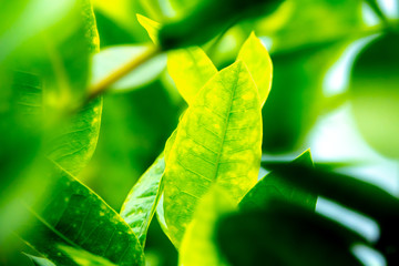 Wall Mural - Close up green leaves with greenery backgroud and copy space for text.