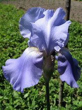 Colorful Irises In The Garden, Perennial Garden. Gardening. Bearded Iris Group Of Blue Irises In The Ukrainian Garden.