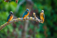 Three Common European Kingfishers Or Alcedo Atthis Perched On A Stick Above The River And Hunting For Fish