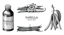 Vanilla Collection Hand Draw Vintage Clip Art Isolated On White Background