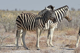 Fototapeta Sawanna - Steppenzebras (Equus quagga) im Etosha Nationalpark (Namibia)