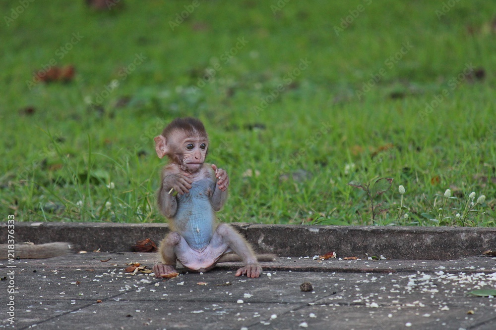 Animal, a monkey is waiting from people who see it, it lives in KUM PHA ...