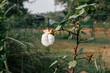 cotton plant in sri lanka
