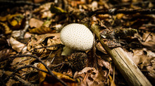 White Spiky Mushroom Known As The Common Puffball Among Autumn Leaves On A Forest Floor. Taken In Fall In Bavaria, Germany
