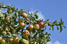 Äpfel Auf Streuobstwiese, Apfelsorte Piros