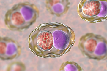 Wall Mural - Chlamydia trachomatis bacteria, 3D illustration showing reticulate bodies of Chlamydia forming intracellular intracytoplasmic inclusions (small red) near the cell nucleus (purple)