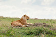 Lone lioness on grass looking out at Masai Mara National Reserve, Kenya