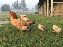 Hen On A Grassy Field With A Chick Riding On The Back With Other Chicks Following