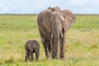 Female African elephant and calf standing next to it in it's shadow at Masai Mara National Reserve, Kenya
