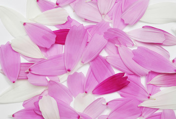 Wall Mural - petals cosmos flower