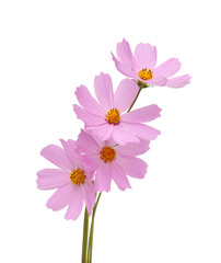 Wall Mural - cosmos flower