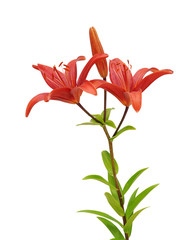 Wall Mural - lily flower