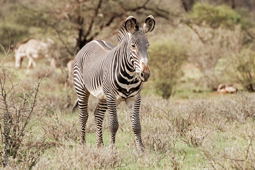 Plakat Grevy&#39;s Zebra stojący na trawie w Lake Nakuru National Park, Kenia