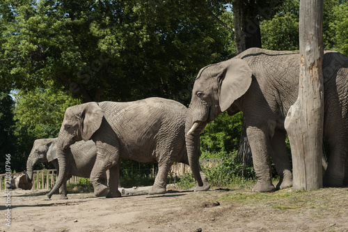Zdjęcie XXL słonie w zoo