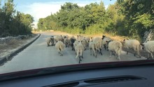 Flock Of Sheep Running In Front Of Car