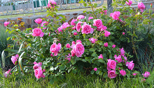 Flower Flowers Pink Nature Garden Spring Plant Bloom