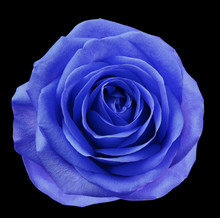 Blue-violet Flower Rose  On  Black Isolated Background With Clipping Path.  No Shadows. Closeup.  For Design. Nature.