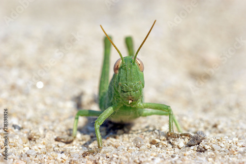 Fotografía green funny grasshoper locust on the sand