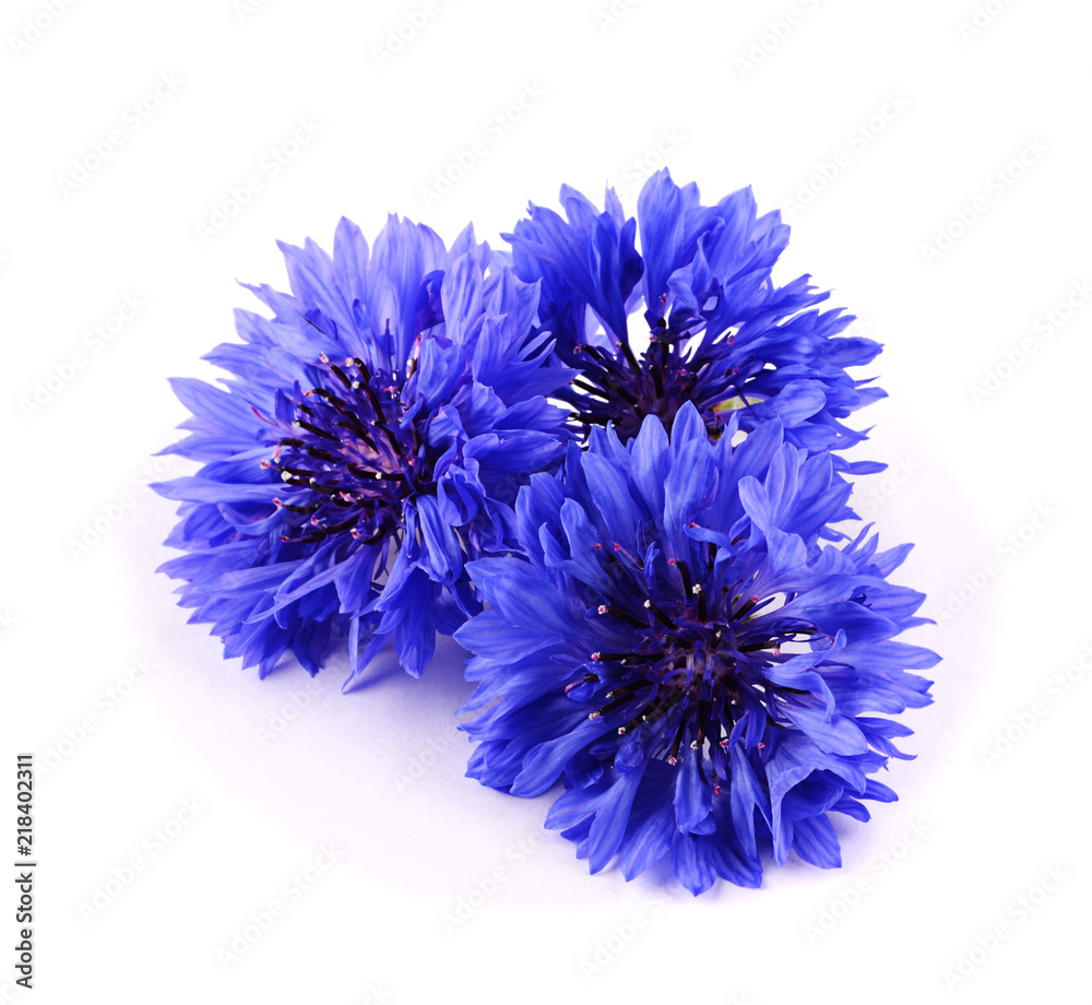Blue cornflower herb isolated on white background - obrazy, fototapety, plakaty 