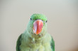Zielona papuga