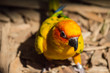 Żółto pomarańczowa papuga