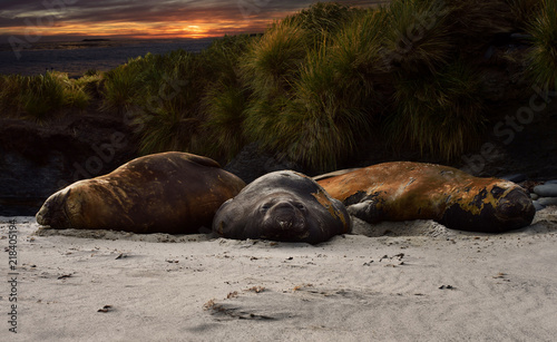 Cuadros en Lienzo Close up of Elephant Seals lying on sandy coastline at sunset