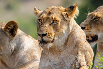 Wall Mural - Portrait of a lioness in Sabi Sands Game Reserve, part of the Greater Kruger Region, in South Africa