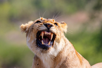 Wall Mural - Portrait of a lioness in Sabi Sands Game Reserve, part of the Greater Kruger Region, in South Africa