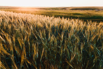 large field of wheat