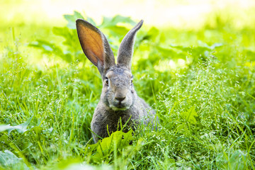 Gray rabbit in the grass in the meadow