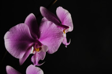 Pink Orchid On A Black Background