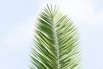 Wall Mural - palm tree isolated on white background