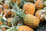 pineapple from farm