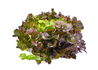 Wall Mural - hydroponic red oak lettuce isolated on white background