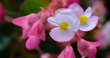 Close Up Of Beautiful Pink Teardrops (Begonia Grandis) Gently Moving In The Wind. Close Up With Shallow Depth Of Field And Blurry Background.