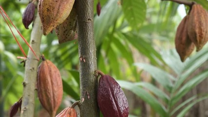 Wall Mural - he cocoa tree with fruits. Yellow and green Cocoa pods grow on the tree, cacao plantation in Thailand, Cocoa fruit hanging on the tree in the rainy season, Cacao Tree. Organic fruit pods in nature.