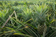 Pineapple Tropical Fruit In A Farm At Sriracha City , Chonburi Province ,Thailand