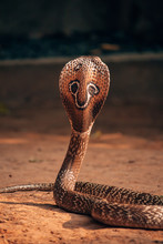 Beautiful Back Of A Cobra