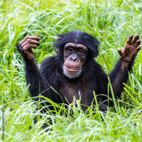 Plakat Szympans 1
