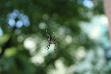 capturing in the spider web,