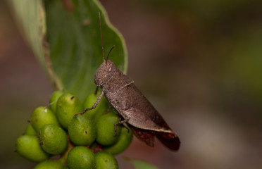 Wall Mural - Macro image of the white shoulder grasshopper,apalacris varicornis gasshopper on green lace