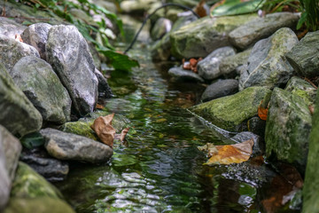 Wall Mural - Small mountain creek with leaves and stones