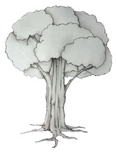 Object Of Sketch Drawing Nature Big Tree On White Background With Clipping Path.
