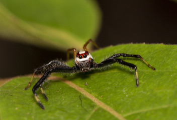 Wall Mural - Take a close-up macro shot of a spider jumping on a natural leaf