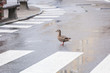 Ente überquert Straße am Zebrastreifen und hält den Verkehr auf